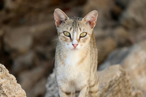 What is the UK doing to preserve its cultural heritage?